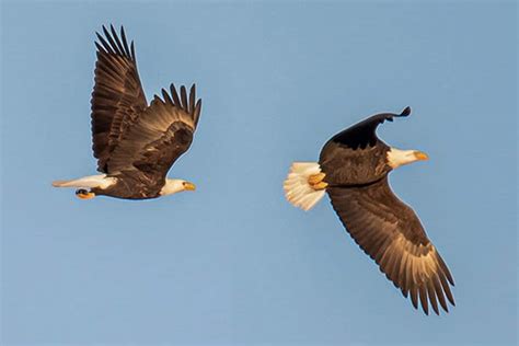 eagle and fish|Where to get a great view of bald eagles this winter.